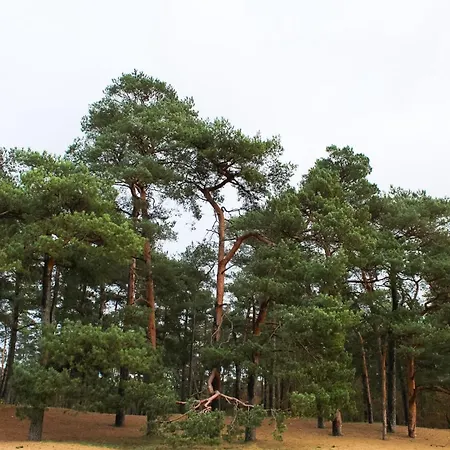 Bos Chalet “Relaxed”